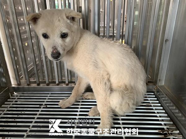 보호중 믹스견의 가…